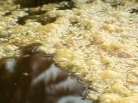 Sversamento Pericoloso