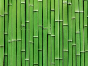 Bamboo