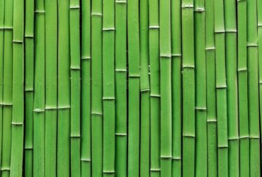 Bamboo