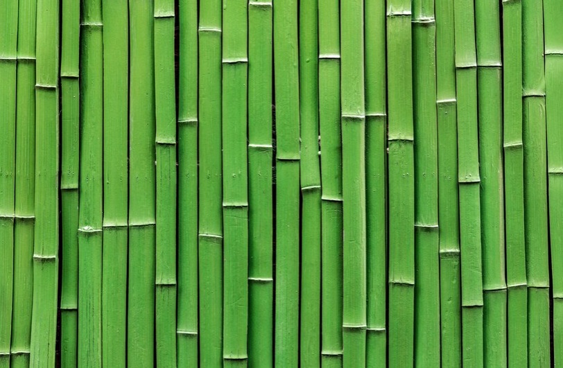 Bamboo