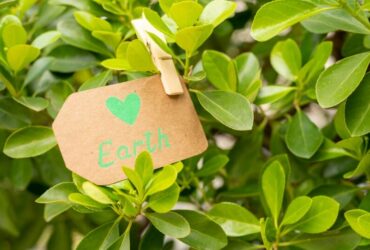 Etichette Ecologiche e Consumi