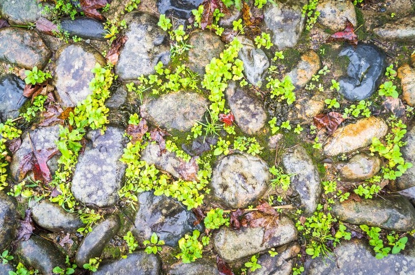 Giardino Roccioso