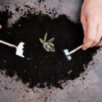 Impatto dell'agricoltura sull'ambiente