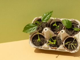 Innovazioni nel Compostaggio