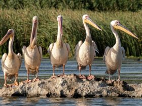 Conservazione delle zone umide