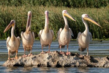 Conservazione delle zone umide