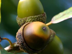 Conservazione degli ecosistemi naturali