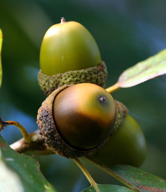 Conservazione degli ecosistemi naturali