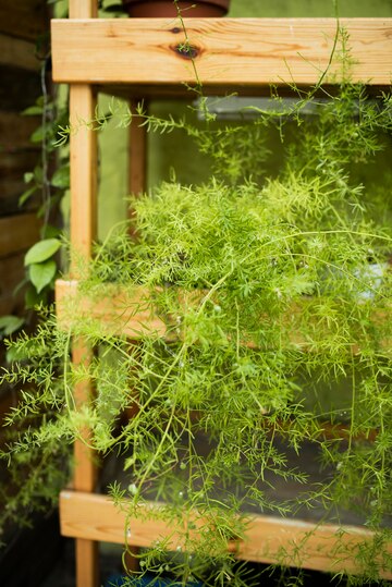 Magia delle Piante: Crea un Giardino Verticale in Casa