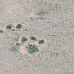 Fotorealismo nelle stampe