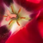 L'importanza del dettaglio: da Dürer alle macro fotografie