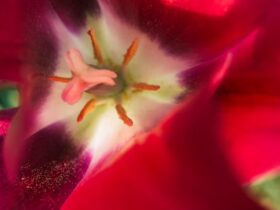 L'importanza del dettaglio: da Dürer alle macro fotografie