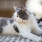 Robot pulitore piscina e animali domestici