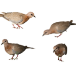 Sviluppo di protocolli di sicurezza per l'uso di robot piscina in aree pubbliche