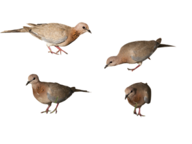 Sviluppo di protocolli di sicurezza per l'uso di robot piscina in aree pubbliche