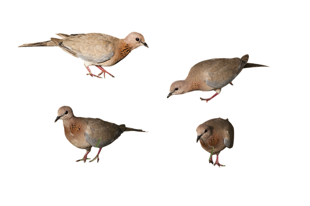 Sviluppo di protocolli di sicurezza per l'uso di robot piscina in aree pubbliche