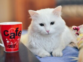 L'Importanza del Design nel Processo di Personalizzazione