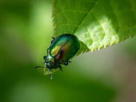 Strategie per l'integrazione dei robot piscina in sistemi di gestione ambientale