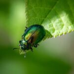 Sviluppo di soluzioni di robot giardino per la gestione integrata dei parassiti