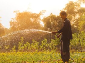 Tecniche di Giardinaggio Sostenibile per Ogni Spazio
