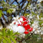 Regali Personalizzati per Gli Amanti del Giardinaggio