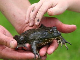 Educazione ambientale tramite la robotica per esterni